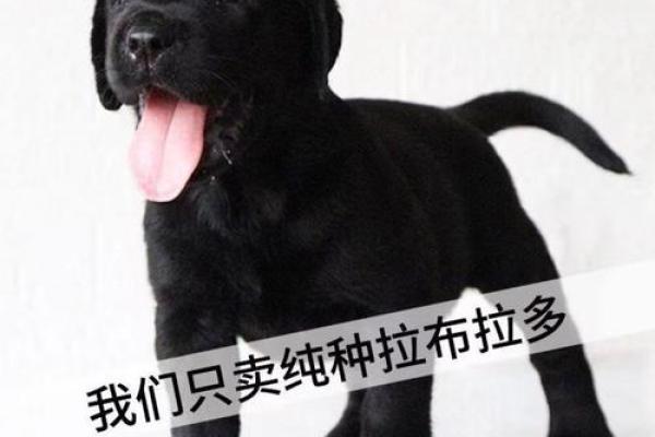 拉布拉多犬名字的流行趋势解析