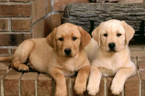 拉布拉多犬名字的流行趋势解析