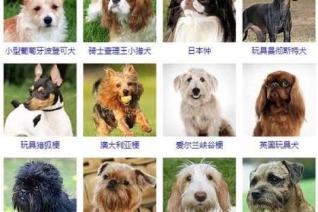 男狗狗名字大全：让你的宠物与众不同