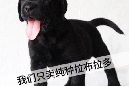 拉布拉多犬名字的流行趋势解析