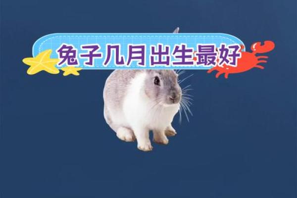属兔人每月运势分析:出生的运程变化 属兔人每月运势分析:出生的运程变化