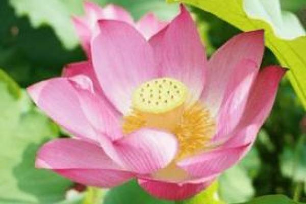 兔年运程透视:揭示事业与财运的关键时刻 兔年运程透视:揭示事业与财运的关键时刻
