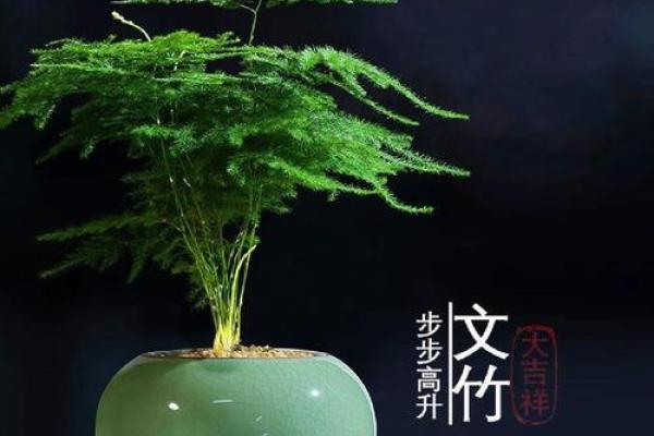 适合办公室摆放的风水植物推荐 适合办公室摆放的风水植物推荐