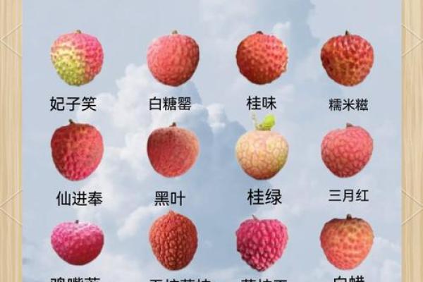 荔枝五行属性揭秘:如何根据五行选对荔枝品种? 荔枝五行属性揭秘:如何根据五行选对荔枝品种?