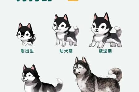 生肖狗的命运走向：从出生到老年运势分析