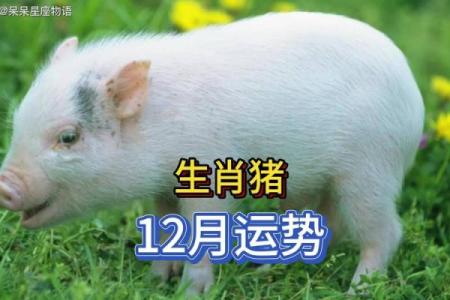 你知道属猪的生辰八字对未来有多大影响吗？