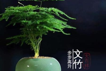 适合办公室摆放的风水植物推荐