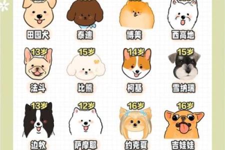 狗人的运势大揭秘