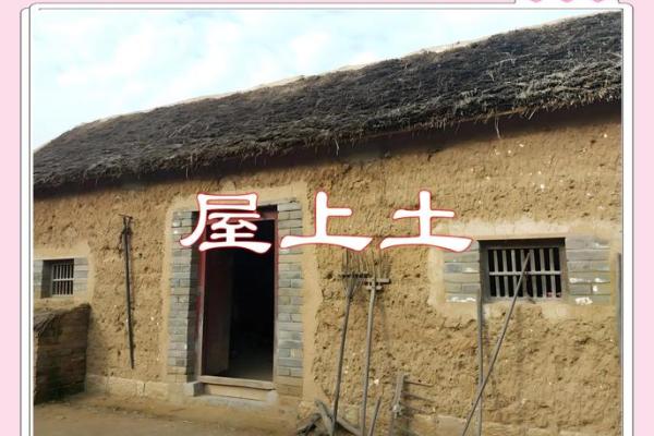 屋上猪命的含义与人生启示解析 屋上猪命的含义与人生启示解析