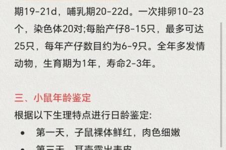 老鼠名字的历史与文化