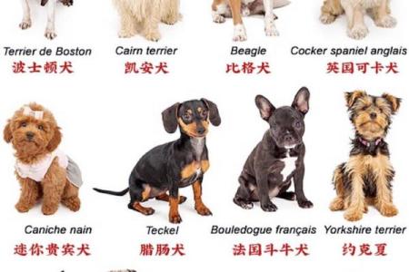 如何根据狗狗的性格挑选名字