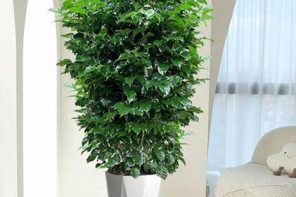 办公室进门见绿植提升风水的七大好处 办公室进门见绿植提升风水的七大好处