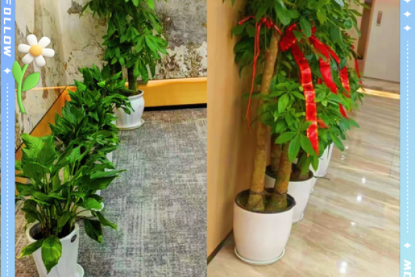 办公室进门见绿植提升风水的七大好处 办公室进门见绿植提升风水的七大好处