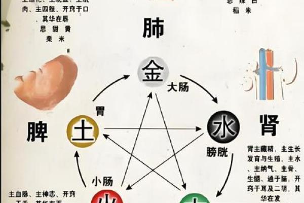健康五行超:掌握五行养生法,轻松提升免疫力 健康五行超:掌握五行养生法,轻松提升免疫力
