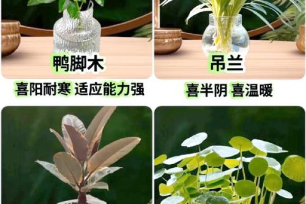 办公室水养植物提升风水的七大秘诀 办公室水养植物提升风水的七大秘诀