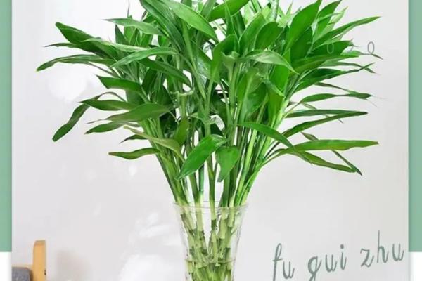 客厅风水植物选择与摆放的注意事项 客厅风水植物选择与摆放的注意事项