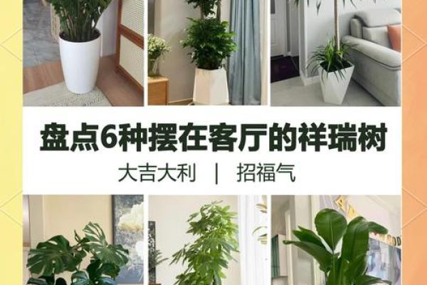 客厅风水植物选择与摆放的注意事项 客厅风水植物选择与摆放的注意事项