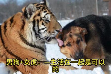 探讨狗与猴婚配的性格兼容性与婚姻幸福