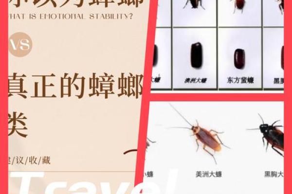 办公桌上出现蟑螂的风水影响及化解方法 办公桌上出现蟑螂的风水影响及化解方法