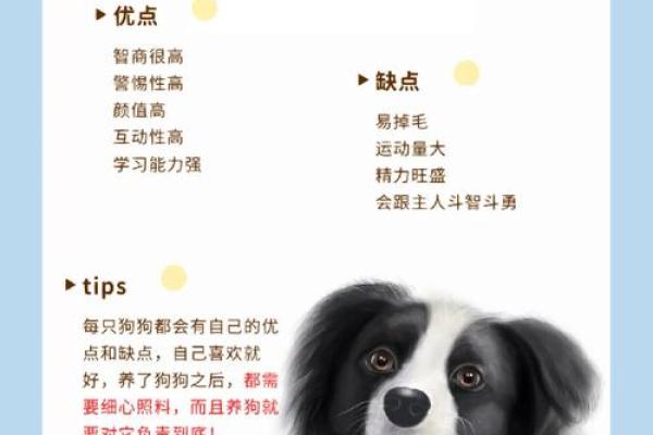 狗狗相配的真相:品种、性格和互动分析 狗狗相配的真相:品种、性格和互动分析