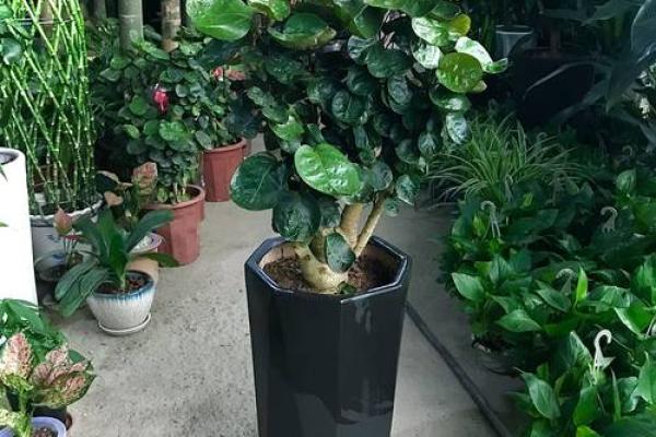 办公室植物摆放风水技巧助你提升工作运势 办公室植物摆放风水技巧助你提升工作运势