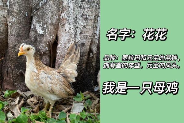 带鸡的名字：赋予宠物独特个性的绝佳选择