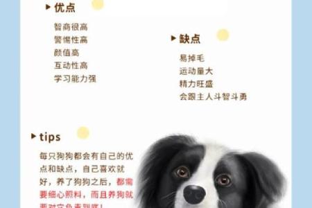 狗狗相配的真相：品种、性格和互动分析