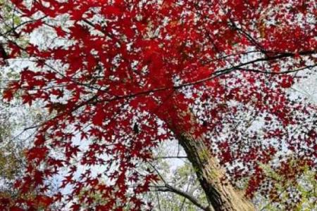 枫叶红了，人生的季节悄然更替