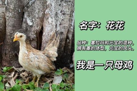 带鸡的名字：赋予宠物独特个性的绝佳选择