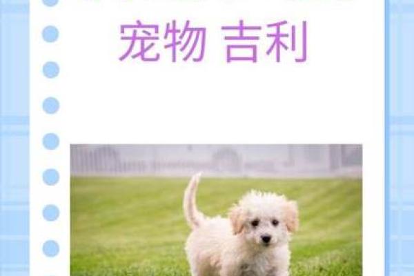 为小狗取名字的十个实用建议 为小狗取名字的十个实用建议