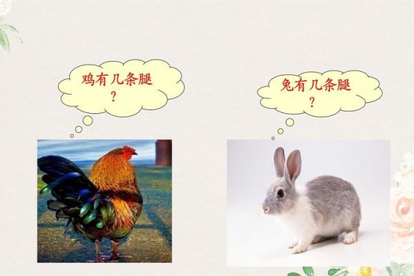 鸡兔相配:自然界中的奇妙组合 鸡兔相配:自然界中的奇妙组合