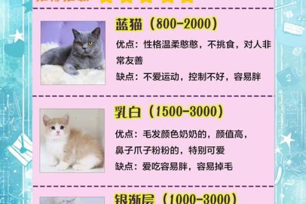 从性格到外观：挑选白猫名字的技巧