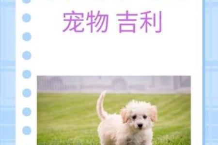 为小狗取名字的十个实用建议