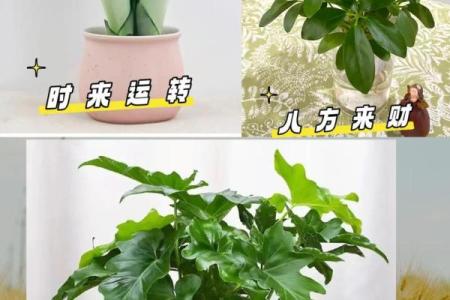 提升家运的十种招财风水植物解析
