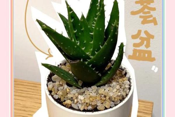 风水师推荐:办公室放芦荟的正确位置与意义 风水师推荐:办公室放芦荟的正确位置与意义