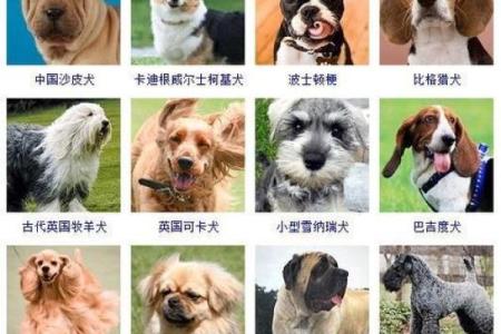 适合不同犬种的狗狗名字大全