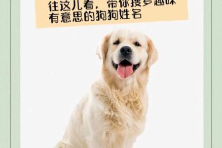 给狗狗起名字的创意指南，找到最适合它的名字
