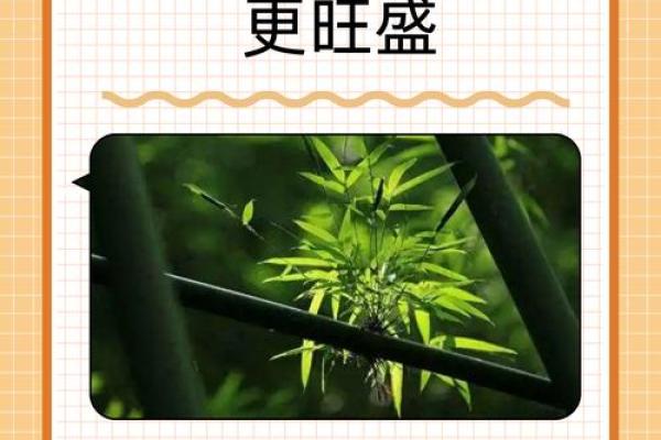 如何利用竹子改善办公室风水与气场 如何利用竹子改善办公室风水与气场
