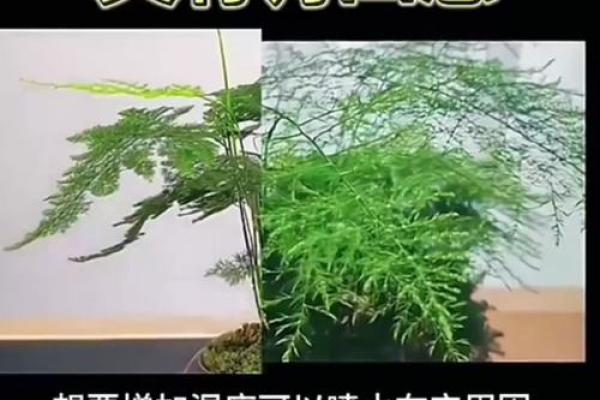 如何利用竹子改善办公室风水与气场 如何利用竹子改善办公室风水与气场