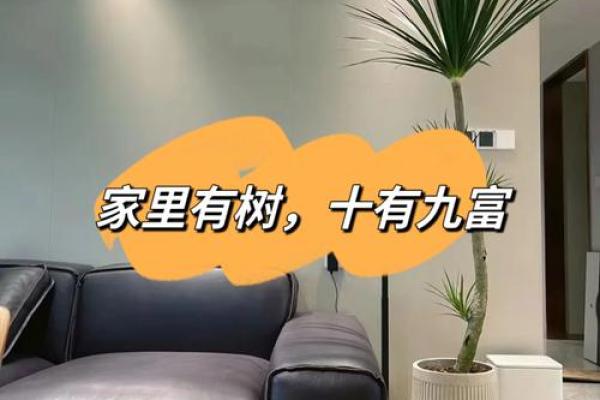 中大奖与家居风水的完美结合