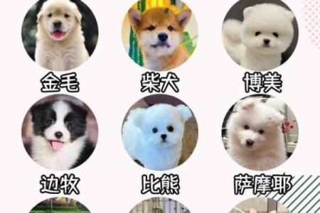 为你的小狗狗起个有趣又可爱的名字吧