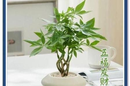提升财运的风水树木推荐与布置技巧