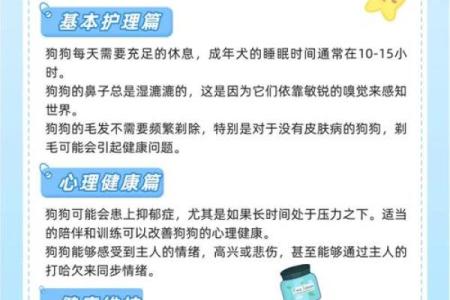 五行与宠物狗健康：如何通过五行调整狗狗生活