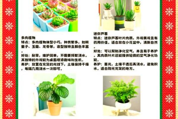 提升办公环境的风水植物挑选指南 提升办公环境的风水植物挑选指南