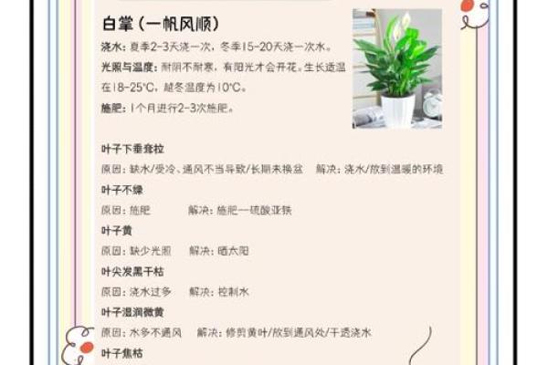 提升办公环境的风水植物挑选指南 提升办公环境的风水植物挑选指南