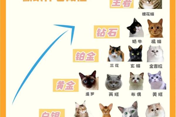 打造属于你男猫的专属名字