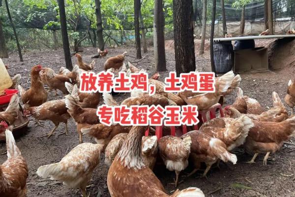 科学养殖:打造优质鸡运程健康的最佳方案 科学养殖:打造优质鸡运程健康的最佳方案