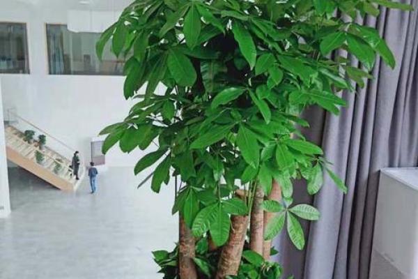 办公室风水植物助力事业腾飞 办公室风水植物助力事业腾飞