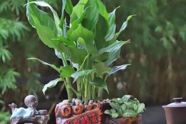 办公室风水植物助力事业腾飞 办公室风水植物助力事业腾飞