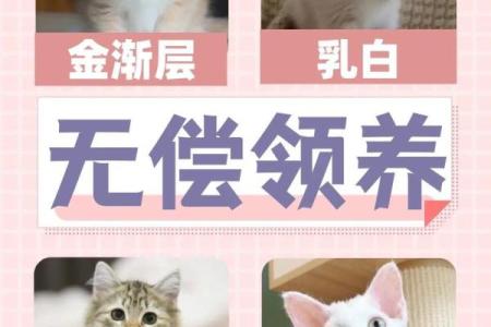 打造属于你男猫的专属名字